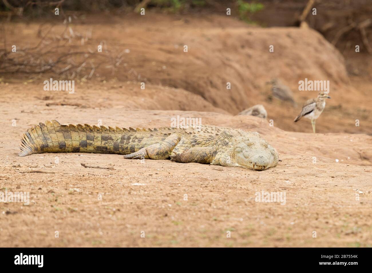 Nile Crocodile (Crocodylus niloticus), individual resting on the ground, Mpumalanga, South Africa Stock Photo