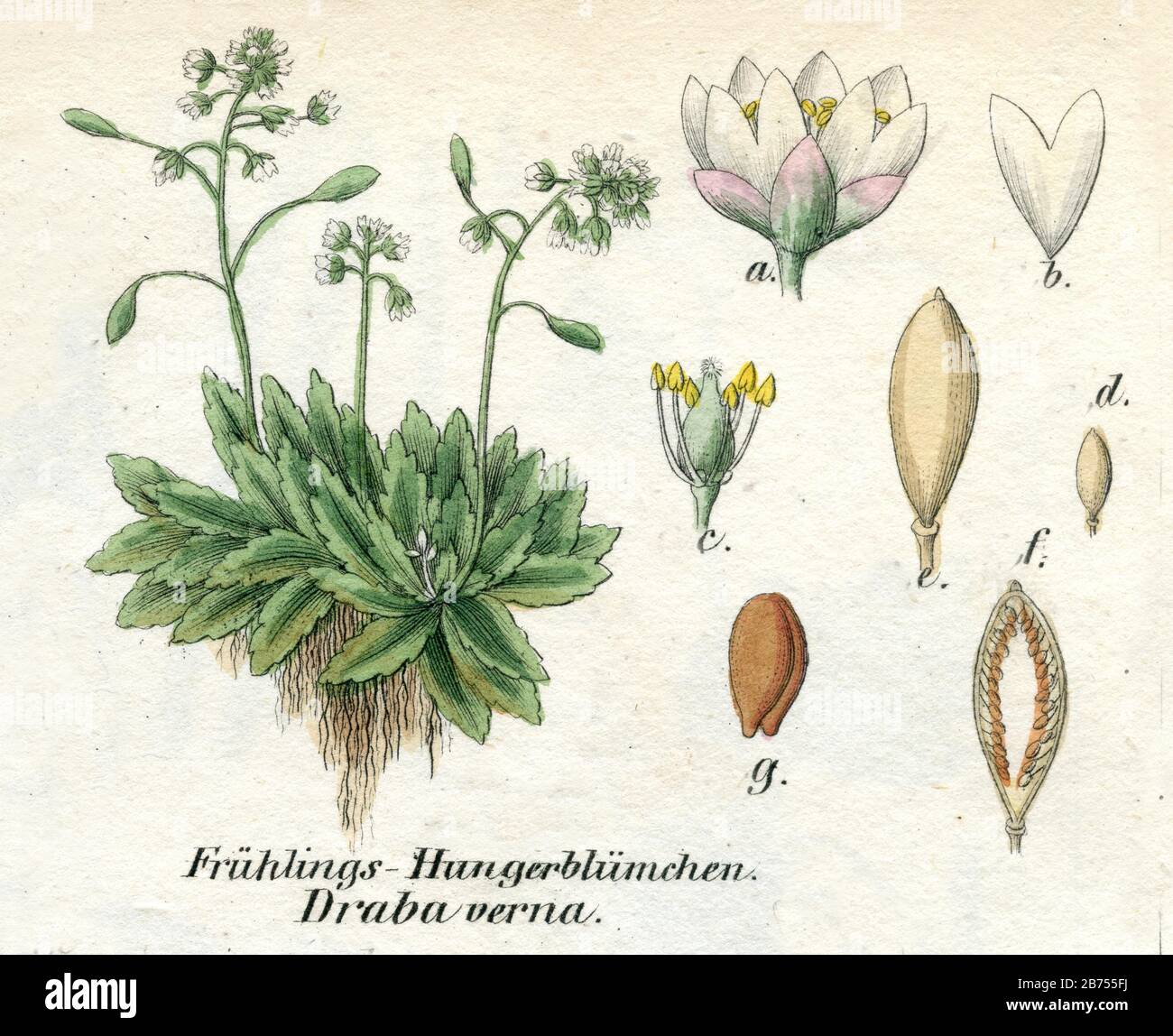 whitlow-grass Draba verna, Syn.: Erophila verna,  (botany book, 1850) Stock Photo