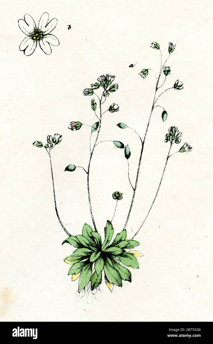 whitlow-grass Draba verna, Syn.: Erophila verna,  (botany book, ) Stock Photo