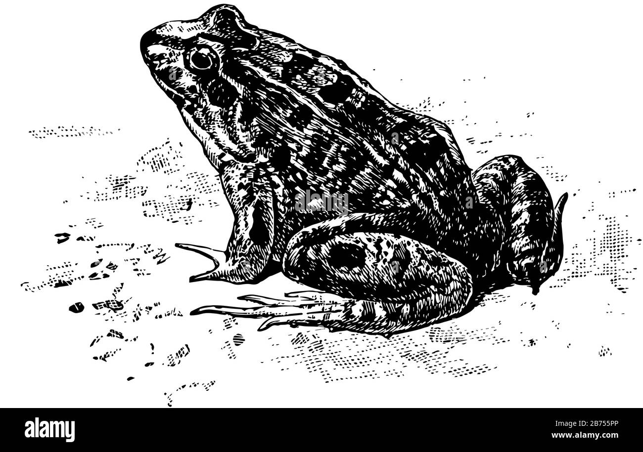 Cystignathidae is an amphibian with a toothed upper jaw, vintage line drawing or engraving illustration. Stock Vector