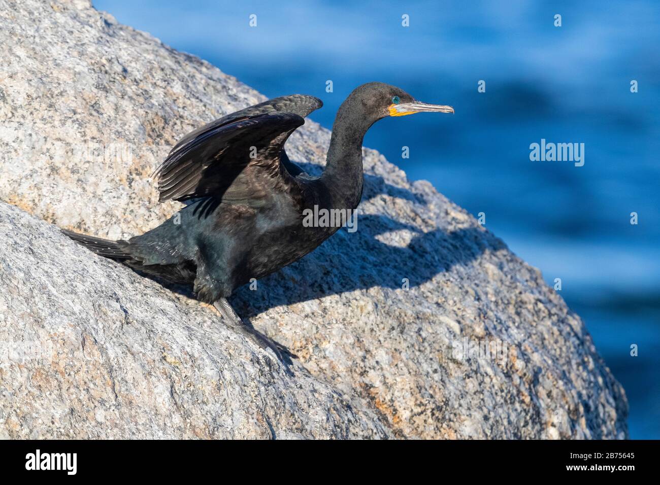 Cape Cormorant (Phalacrocorax capensis), side view of an adult ready to take-off, Western Cape, South Africa Stock Photo