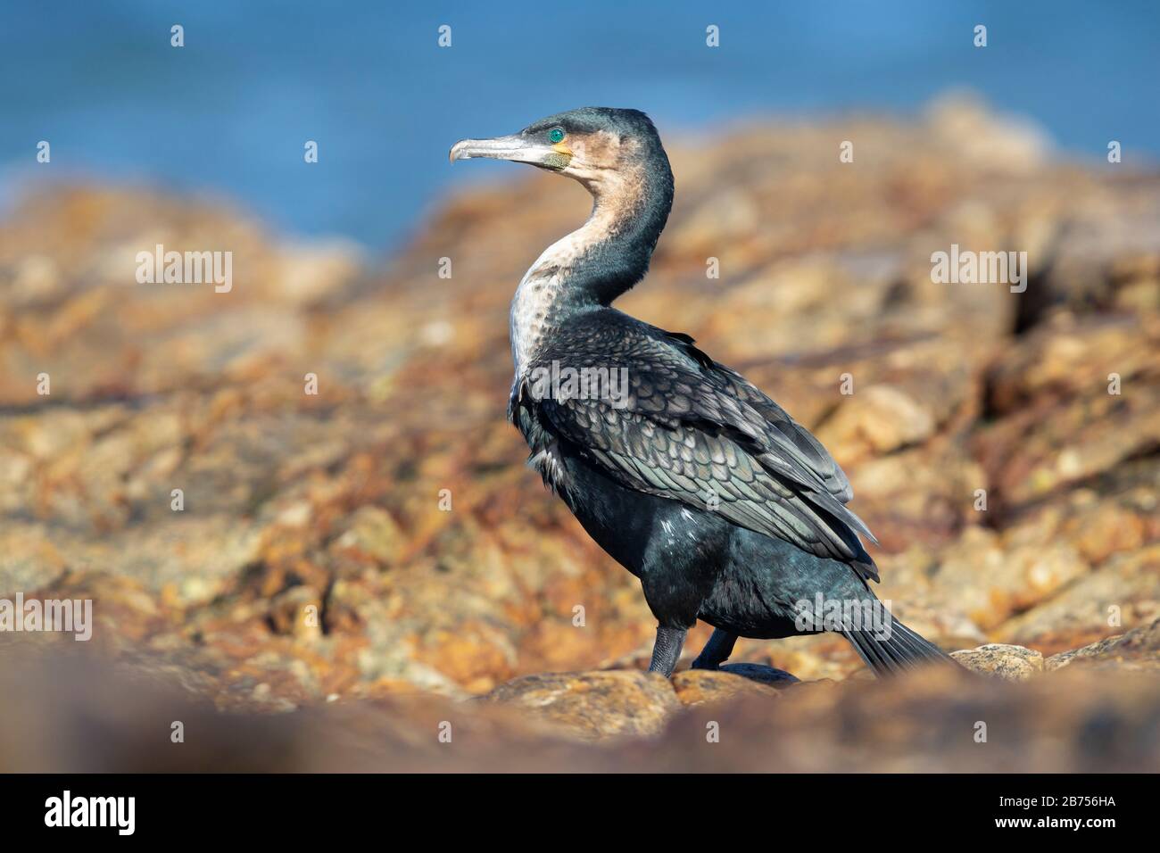 White-breasted Cormorant (Phalacrocorax lucidus), side vie wof an adult perched on a rock, Western Cape, South Africa Stock Photo