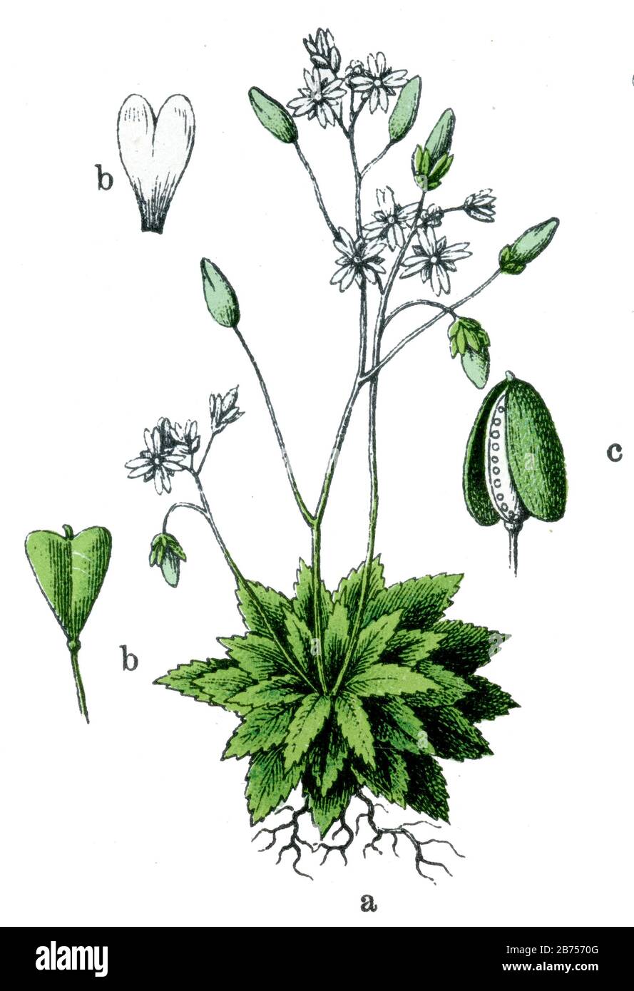 whitlow-grass Draba verna, Syn.: Erophila verna,  (botany book, 1909) Stock Photo