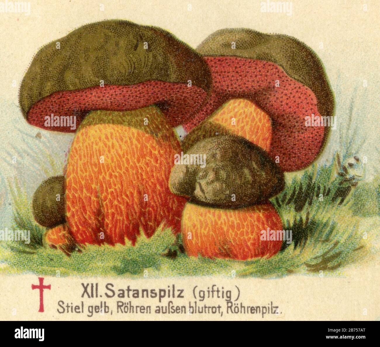 Satan's bolete or the Devil's bolete Rubroboletus satanas Syn. Boletus satanus,  (, ) Stock Photo