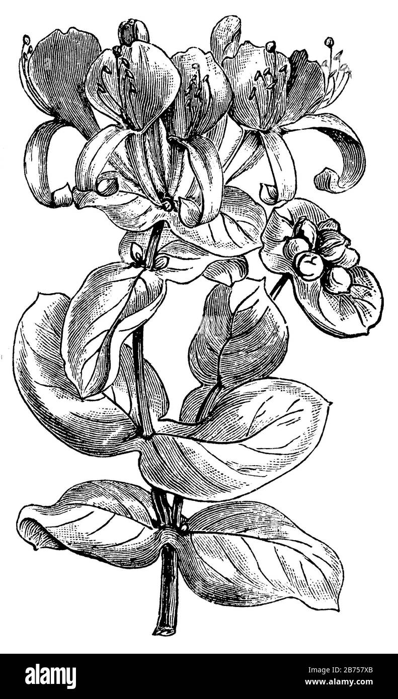 , Lonicera caprifolium,  (encyclopedia, 1893) Stock Photo