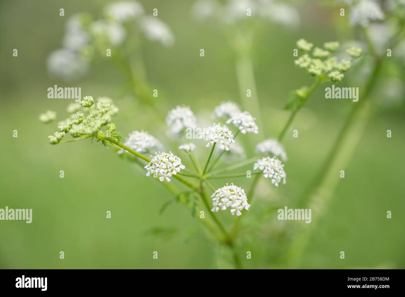 Detail photography of angelica sylvestris plant in spring with unfocused background Stock Photo