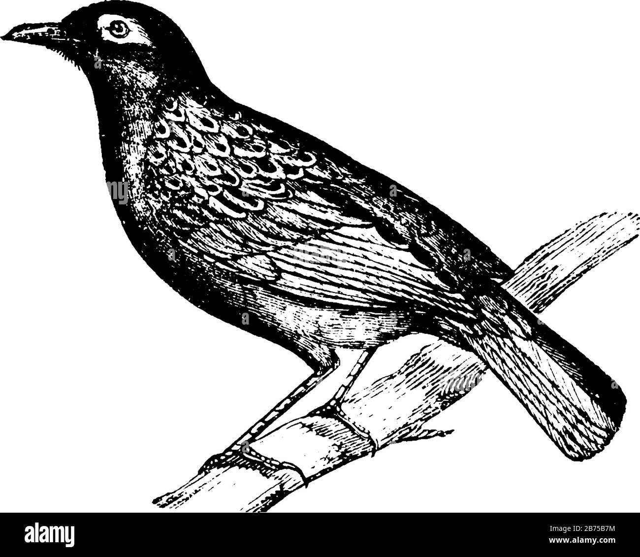 Thrush is a family Turdidae of passerine birds with a worldwide distribution, vintage line drawing or engraving illustration. Stock Vector
