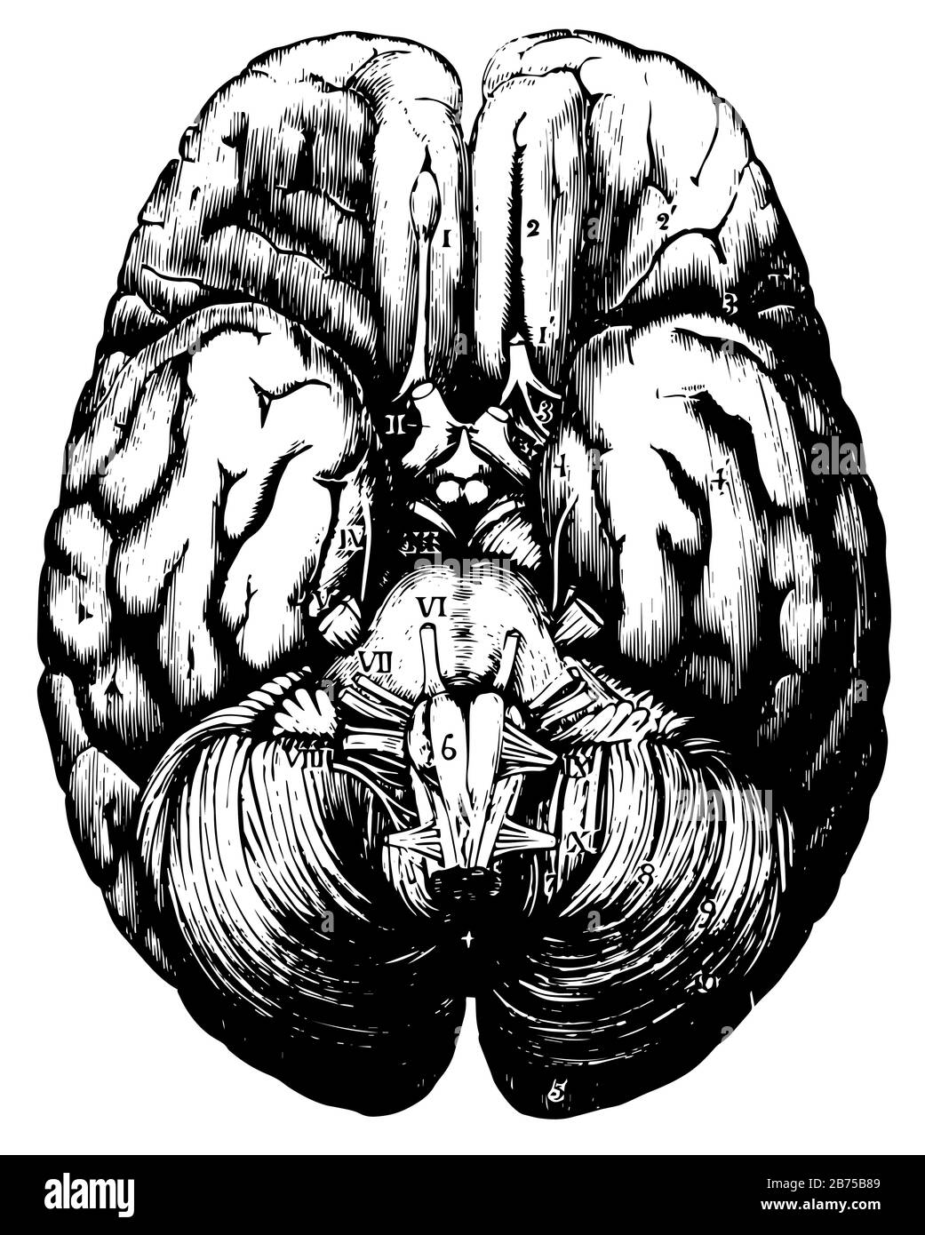 Top view of the human brain, vintage line drawing or engraving illustration. Stock Vector
