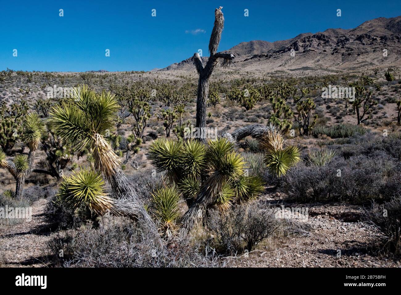 Joshua Trees in the northern most part of the Mojave Desert. The