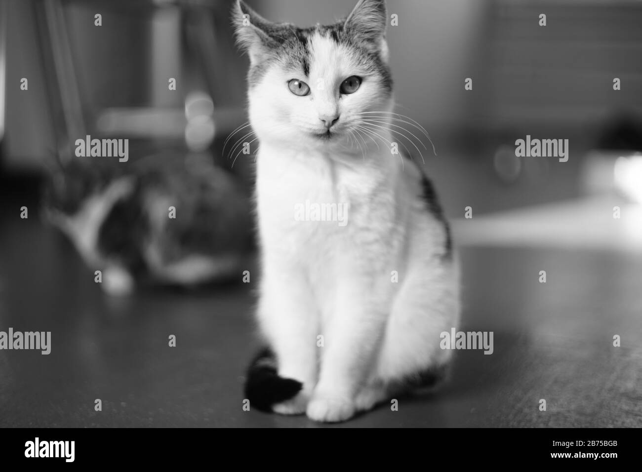 White cat sitting in dthe room on the floor Stock Photo - Alamy