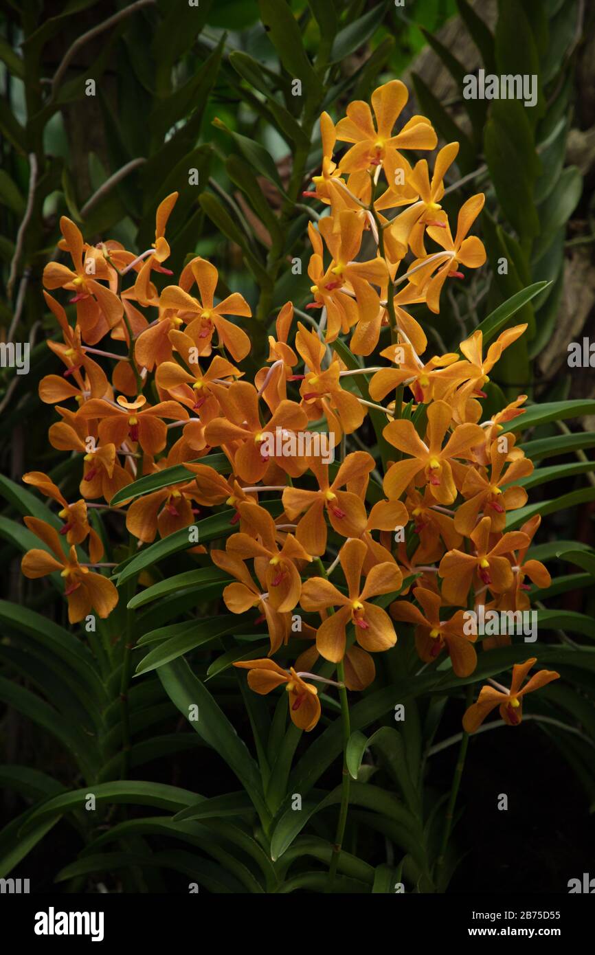 Orchid Vanda Shah Rukh Khan seen in the National Orchid Garden of the Singapore Botanical Gardens. Stock Photo