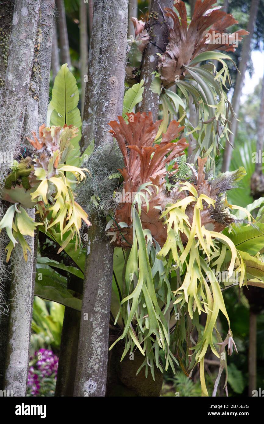 Staghorn ferns seen growing on tree branches in the National Orchid