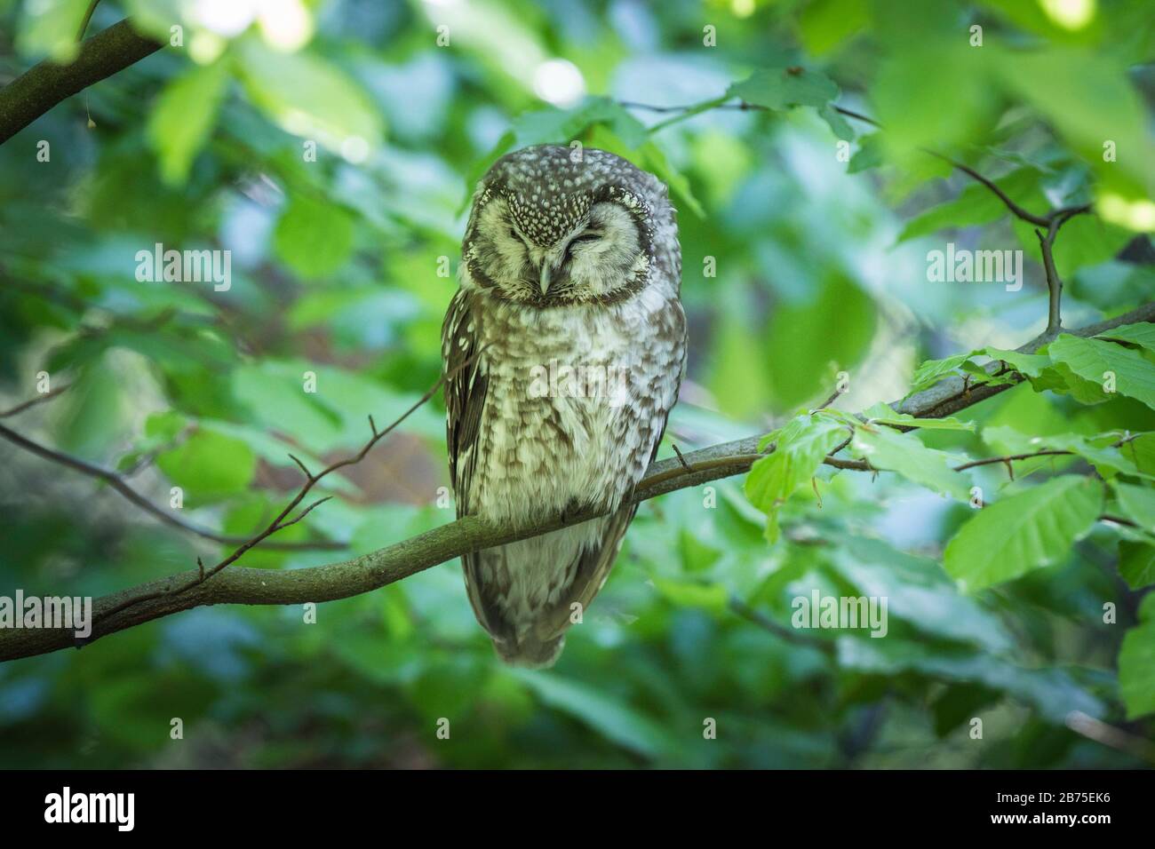 Owlet in the outdoor enclosure of the Bavarian Forest National Park near Spiegelau [automated translation] Stock Photo