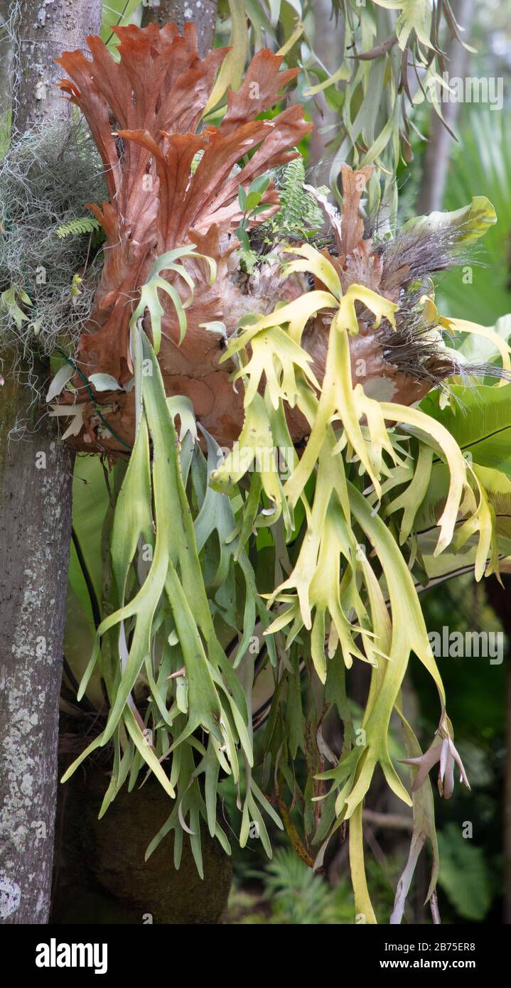 Staghorn ferns seen growing on tree branches in the National Orchid