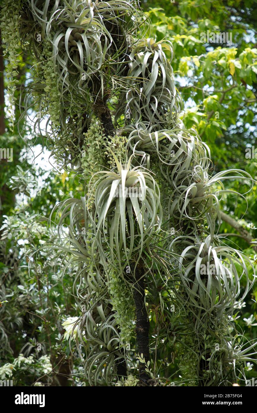 Tillandsia xerographica seen growing on arches in the National Orchid ...