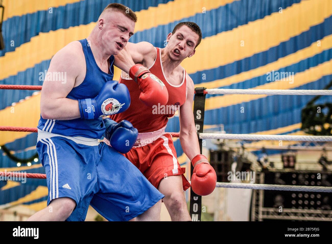 Dultboxing in Deggendorf: In a comparison fighters of the Box-Club Straubing  1931 e.V. (blue) against a Belgrade city selection (red) [automated  translation] Stock Photo - Alamy