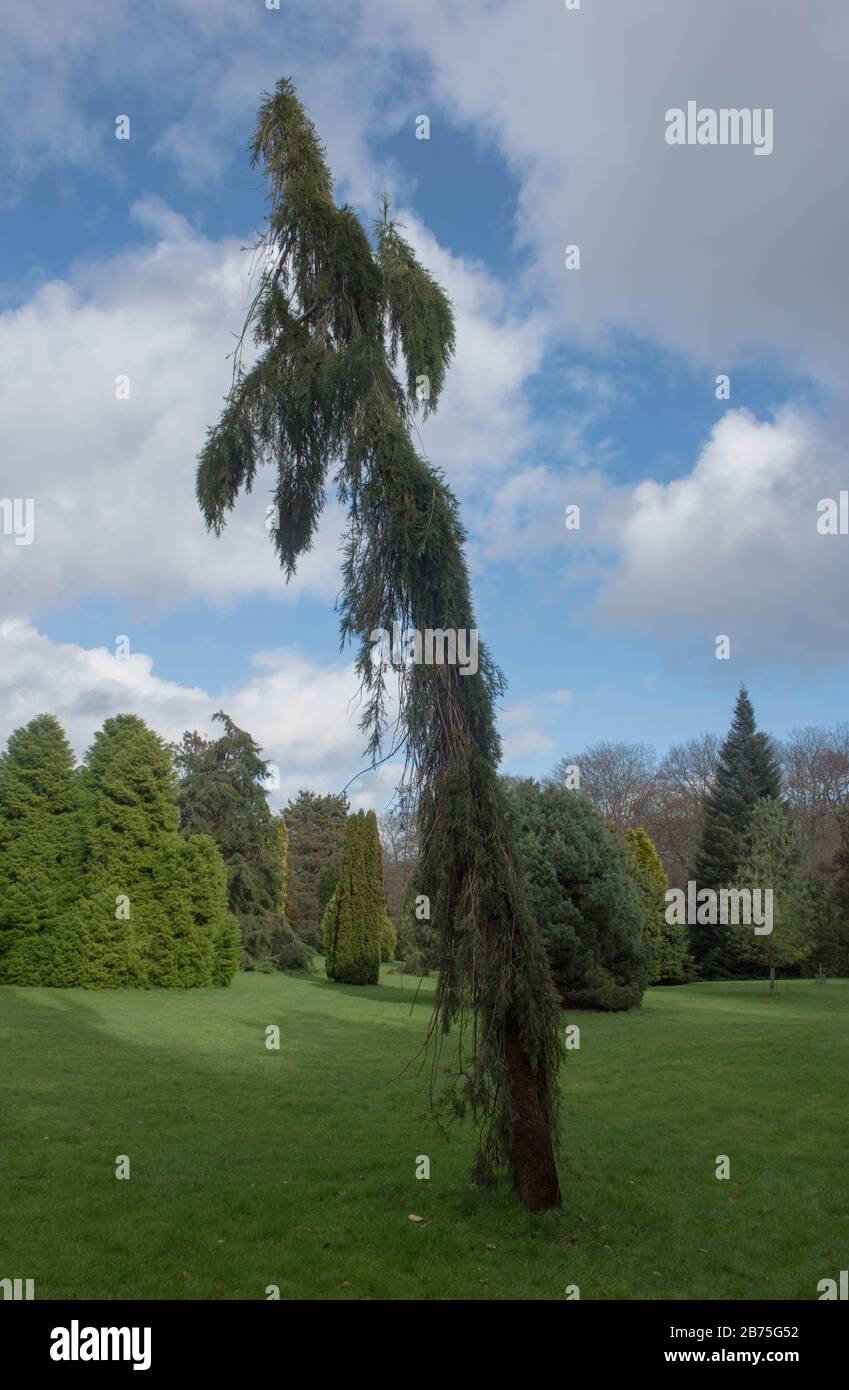 Spring Foliage of an Evergreen Conifer Weeping Giant Sequoia Tree (Sequoiadendron giganteum 'Pendulum') Growing in a Pinetum in Cornwall, England,UK Stock Photo