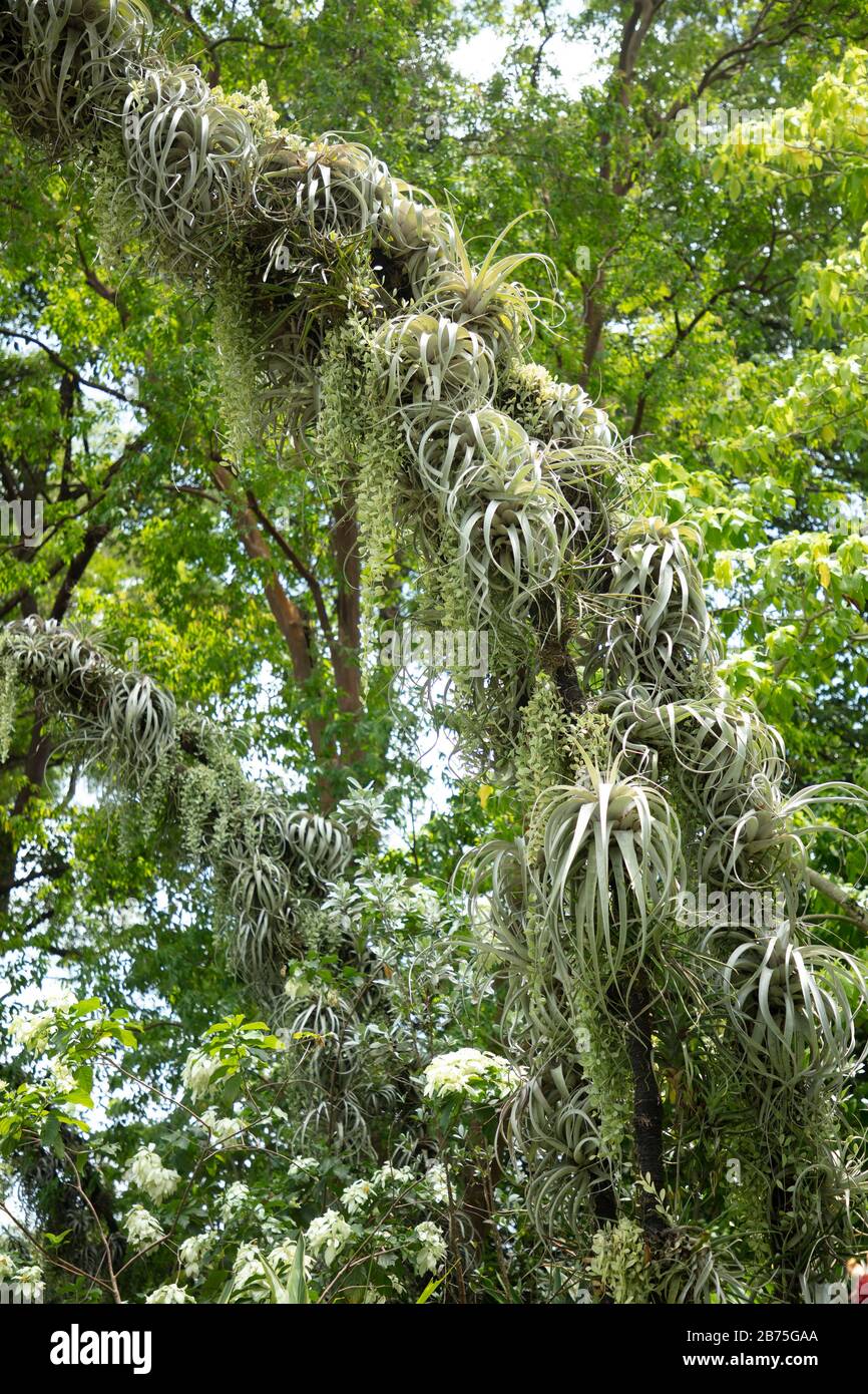 Tillandsia xerographica seen growing on arches in the National Orchid ...