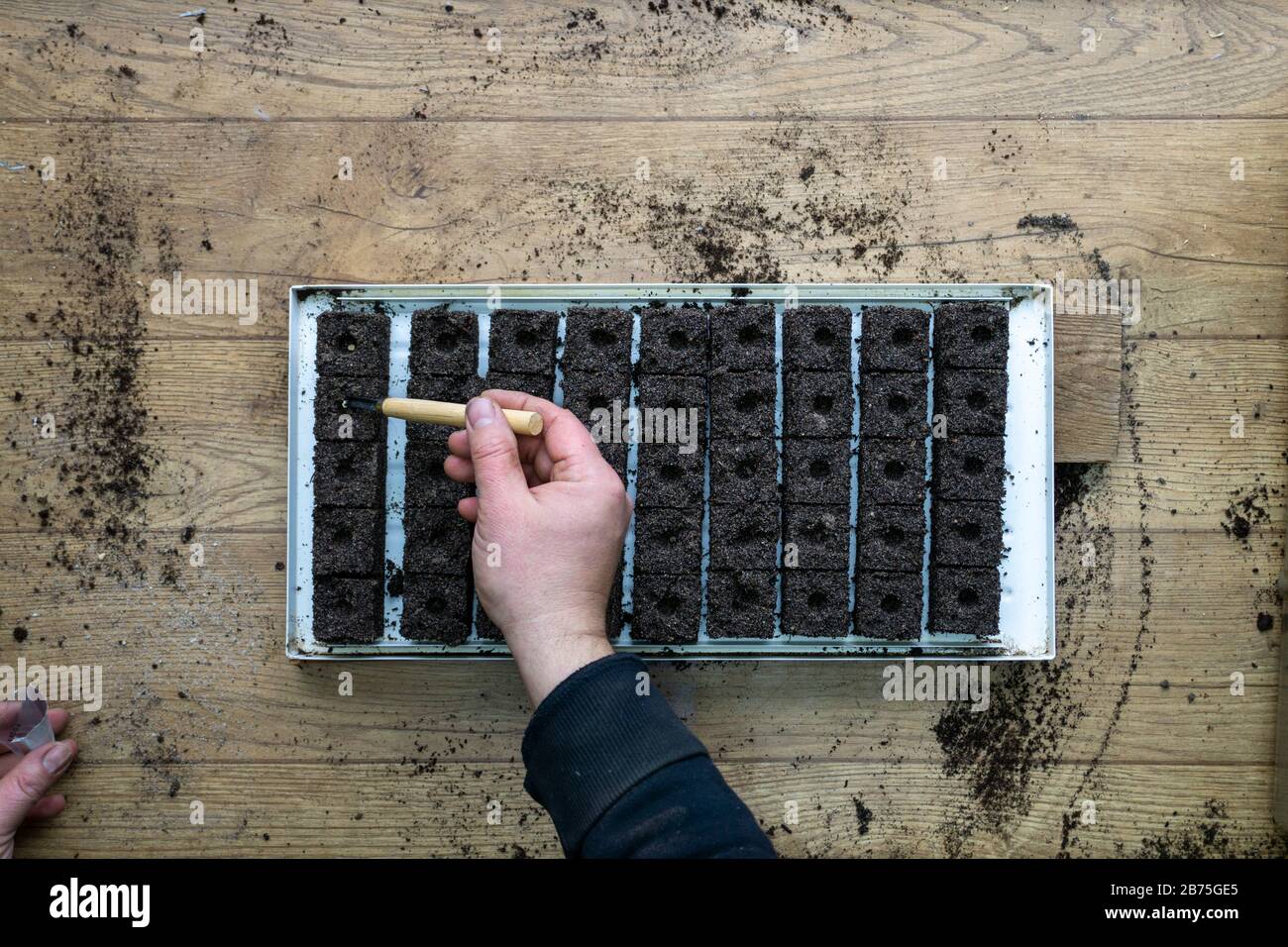 The seeds in my hand against the soil. Planting seeds in the spring