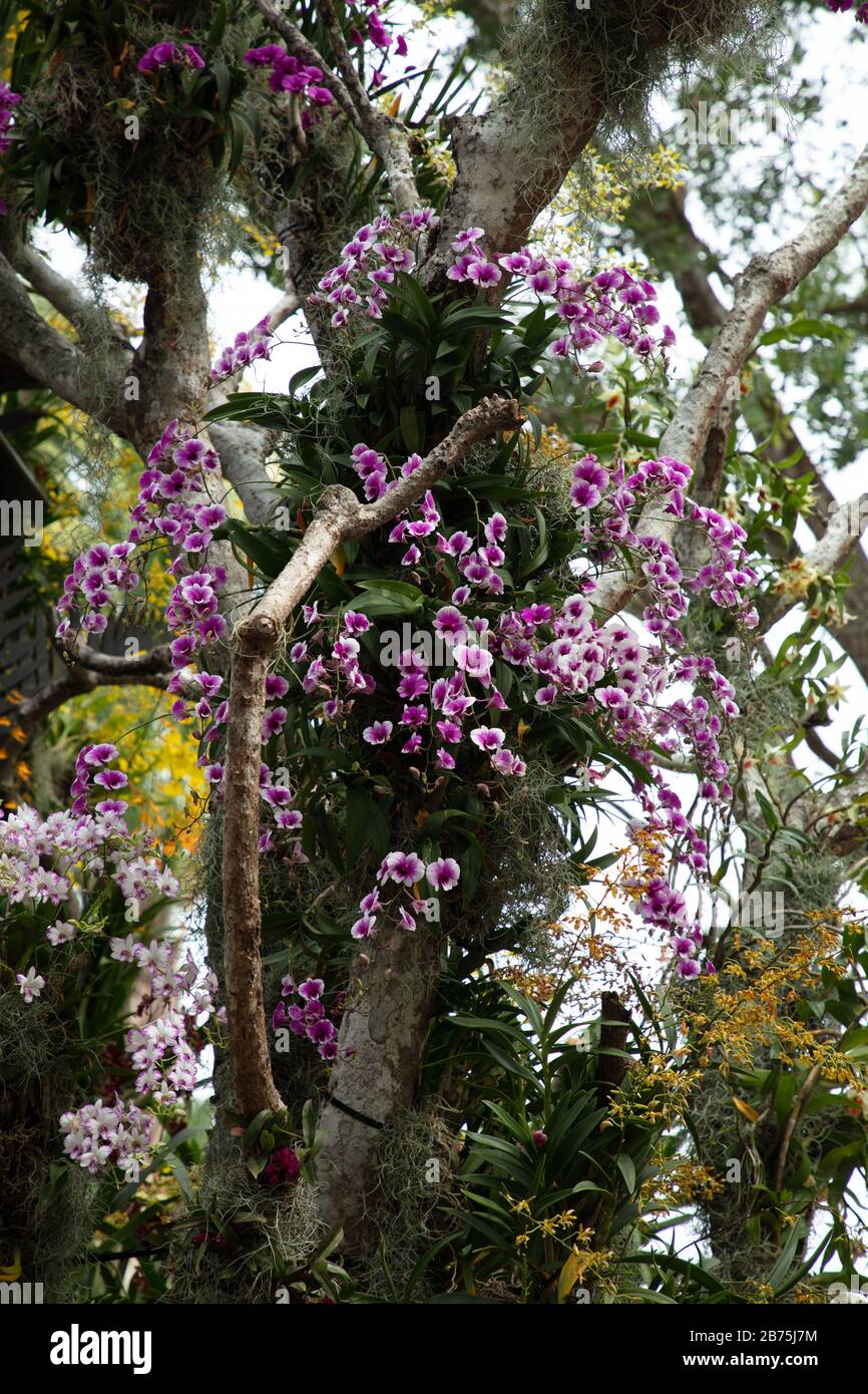 Orchids seen on tree branches in the National Orchid Garden of