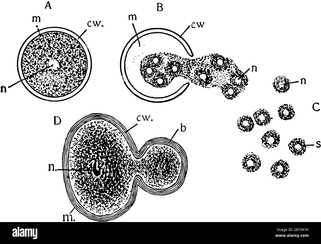 Cell reproduction is the process by which cells divide to form new cells, vintage line drawing or engraving illustration. Stock Vector