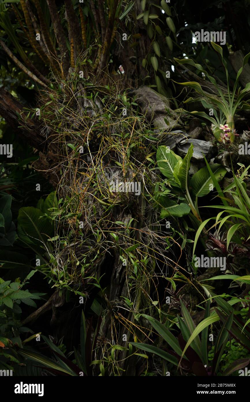 Orchid plants seen growing on tree branches in the national Orchid