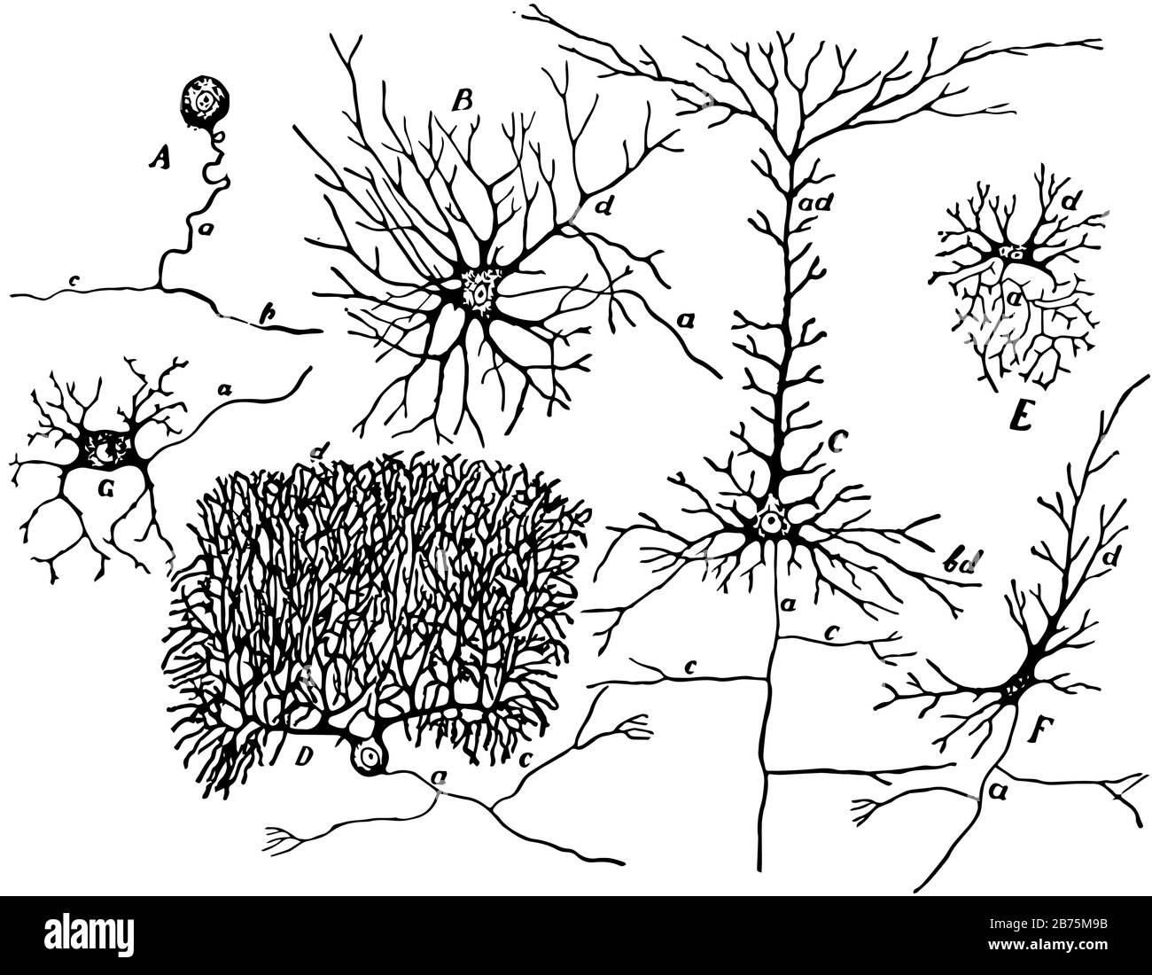 Purkinje cell from cerebellar cortex, vintage line drawing or engraving illustration. Stock Vector