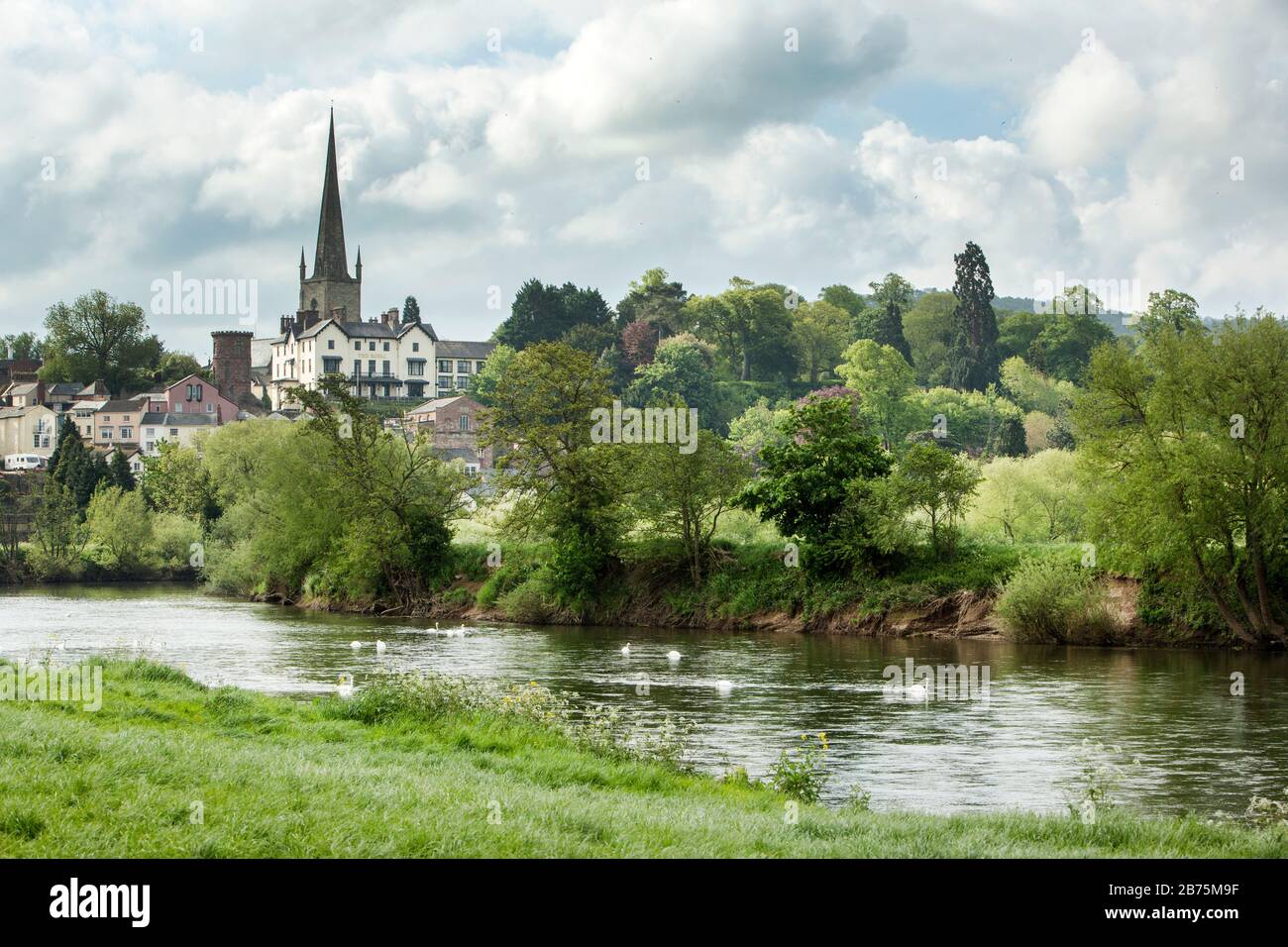 Trees in spring green border the River Wye with white swans with Ross