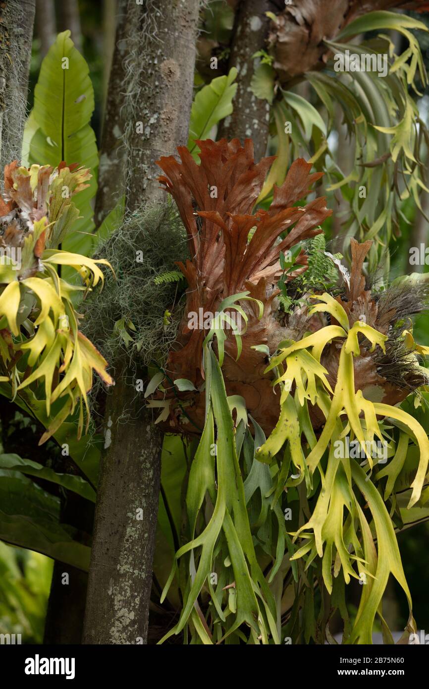 Staghorn ferns seen growing on tree branches in the National Orchid