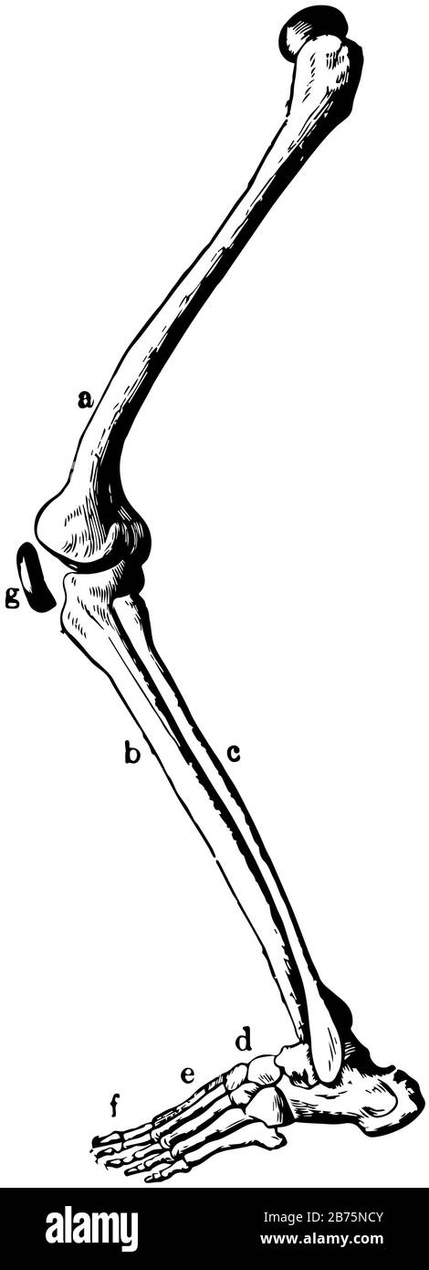 skeleton leg drawing