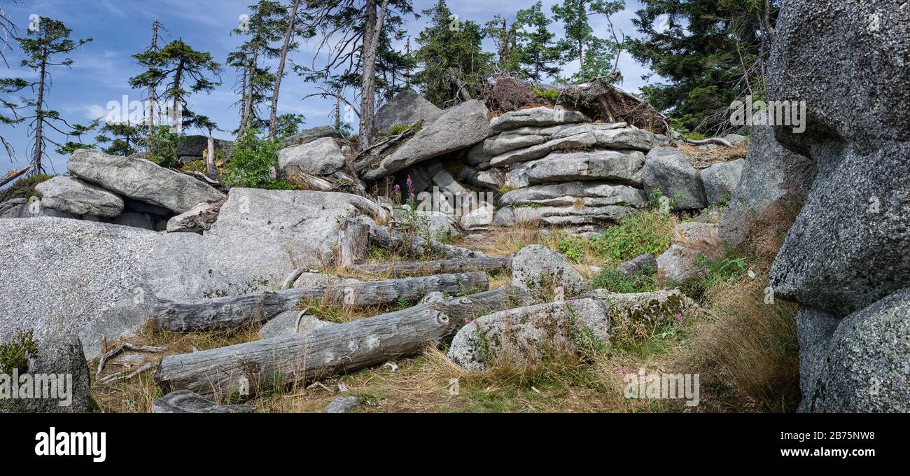 Overturned trees on the Dreisesselberg in the Bavarian Forest. In former times the mountain was forested everywhere, but due to bark beetle infestation there are only a few trees on the summit today. [automated translation] Stock Photo