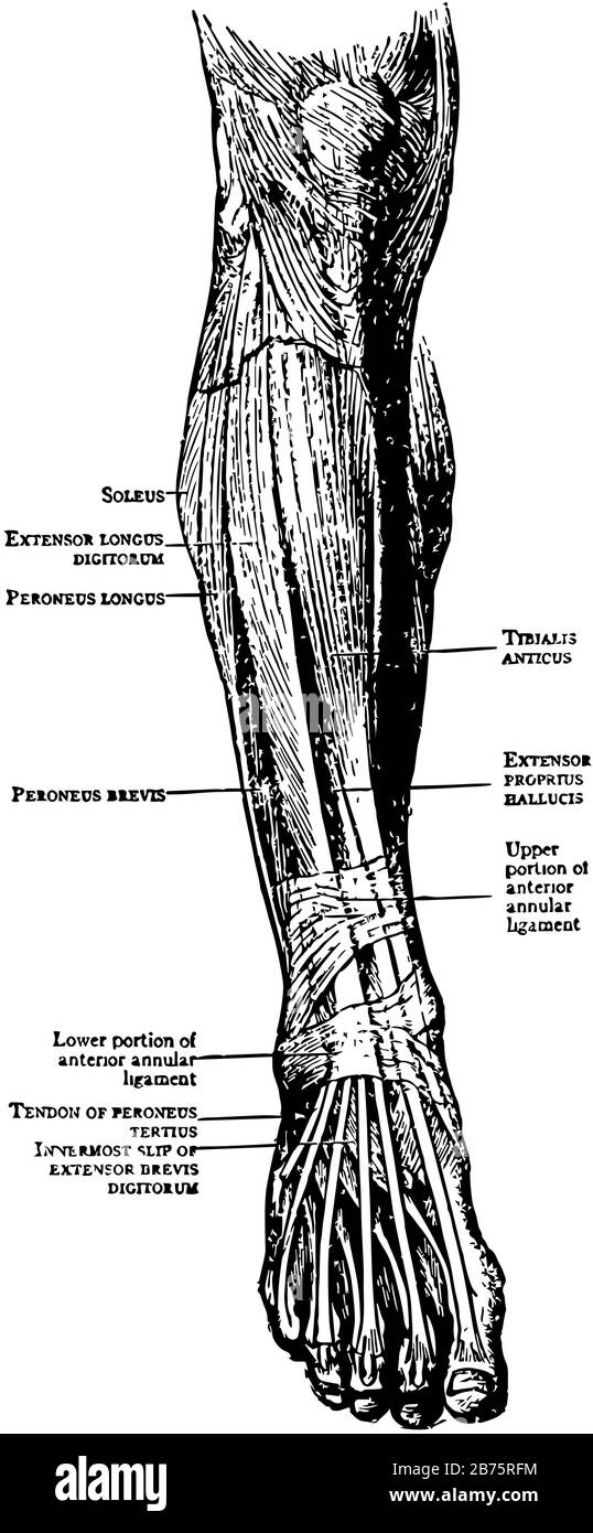 This illustration represents Muscles of the Leg and Foot, vintage line ...