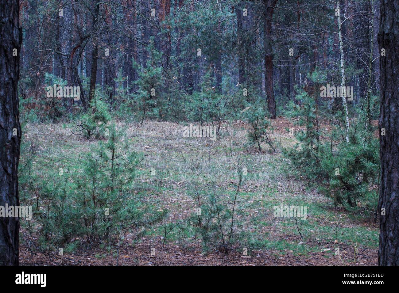 glade with young fir trees in the night and mysterious pine forest is bright and beautiful Stock Photo