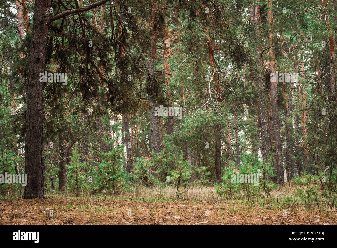 young shift with fluffy branches of high pine trees in a beautiful forest Stock Photo