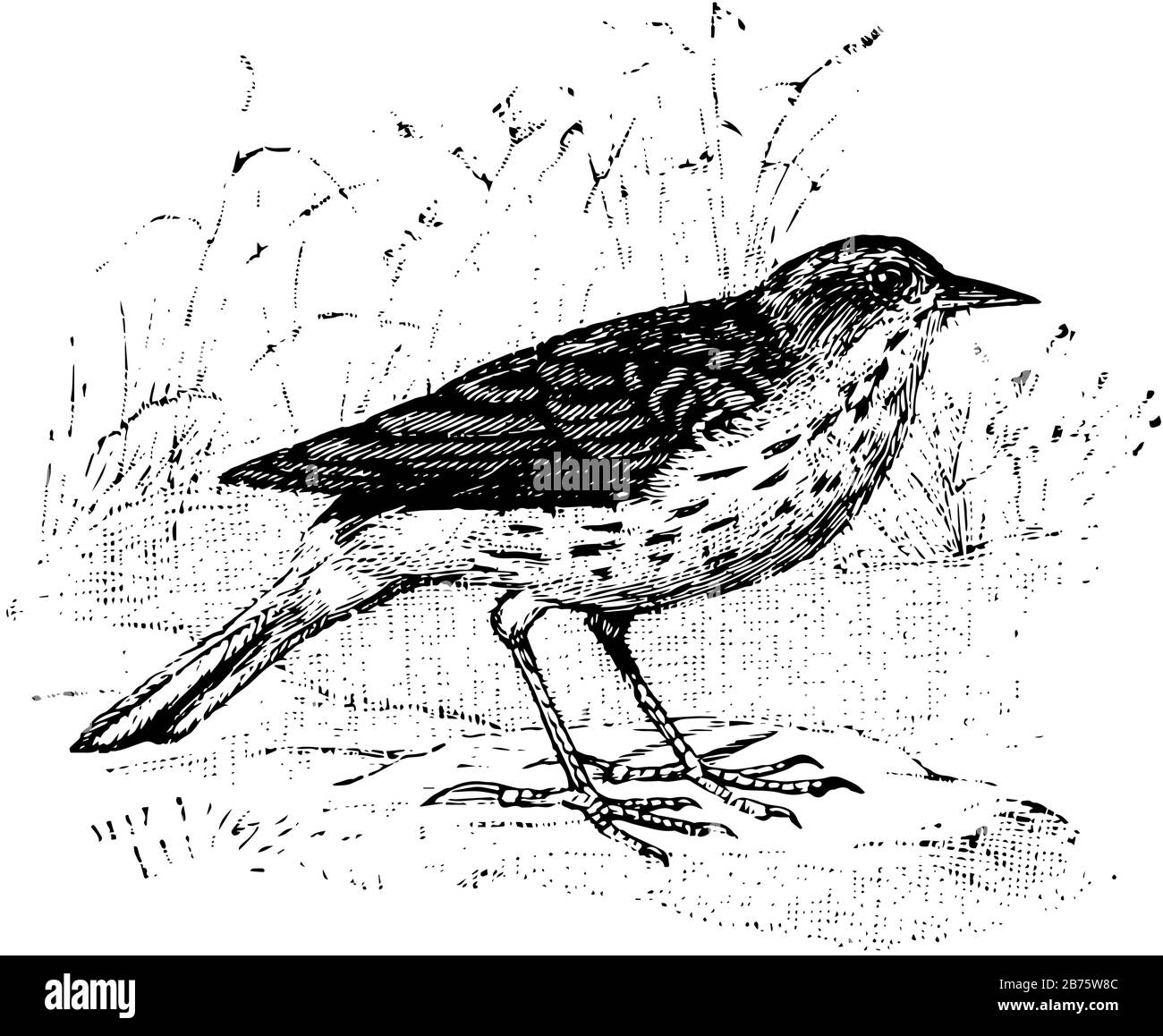 Pipit is a cosmopolitan genus and long tails, vintage line drawing or engraving illustration. Stock Vector