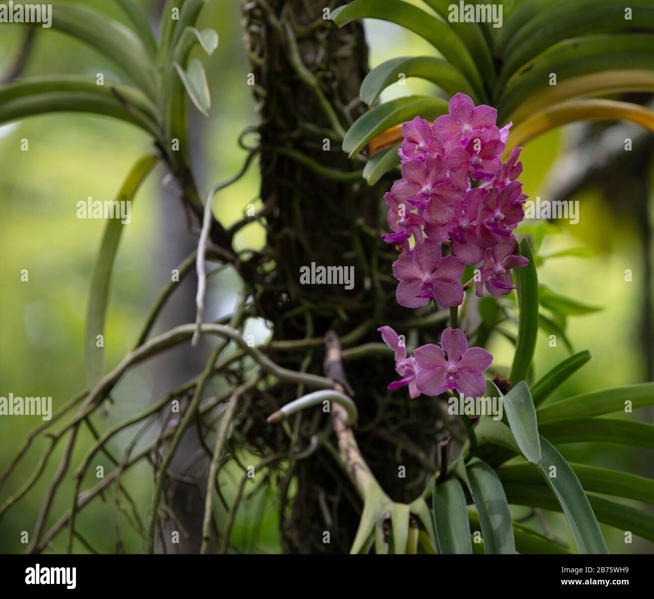 Orchids seen on tree branches in the National Orchid Garden of