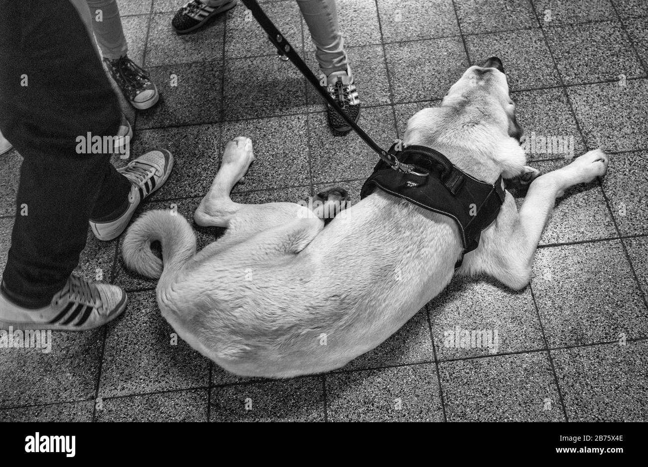 Germany, Berlin, 01.05.2017. Myfest 2017, 1 May Festival in Berlin Kreuzberg on 01.05.2017. Dog in the underground station. [automated translation] Stock Photo