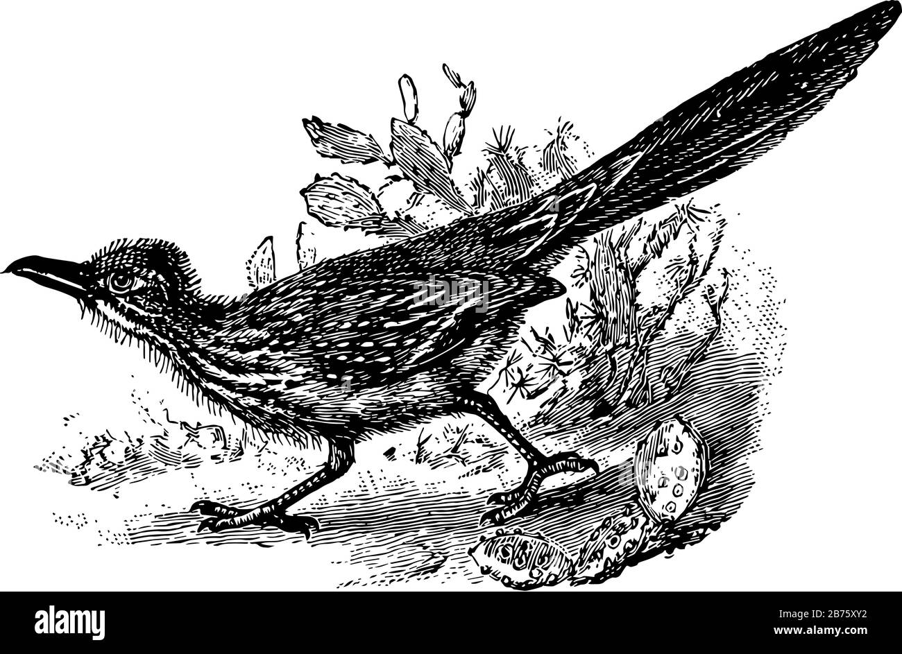 cuculidae - 3 Chaparral is a large errestrial bird or the family Cuculidae, vintage line drawing or engraving illustration Stock Vector Image & Art - Alamy