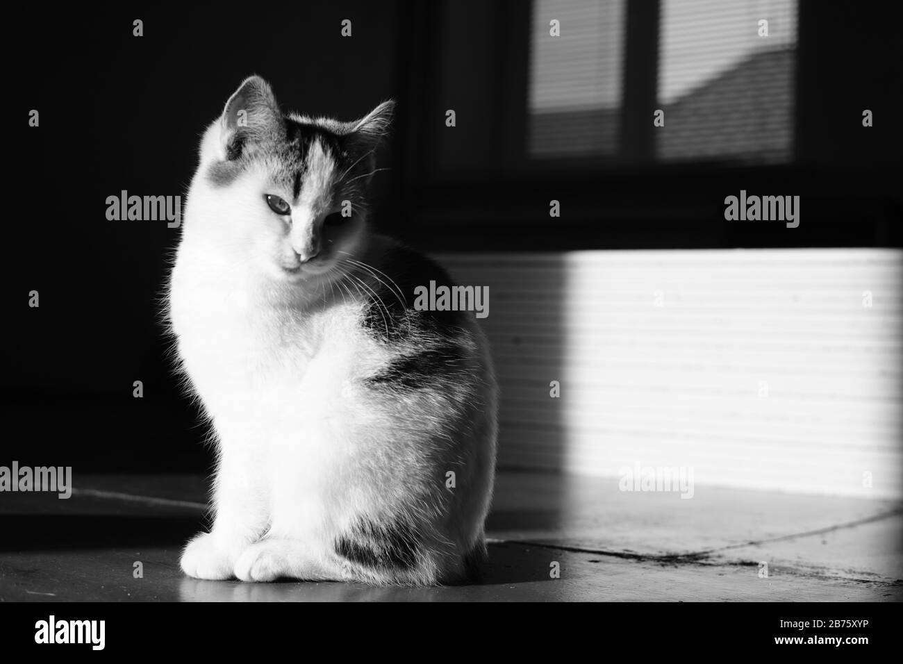 White cat sitting in dark room with light on him and strong shadow
