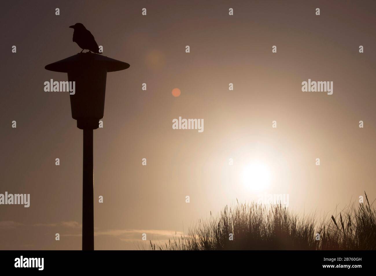 A crow sits at sunrise on 15.01.2017 on a tip of a streetlamp on the island of Norderney [automated translation] Stock Photo
