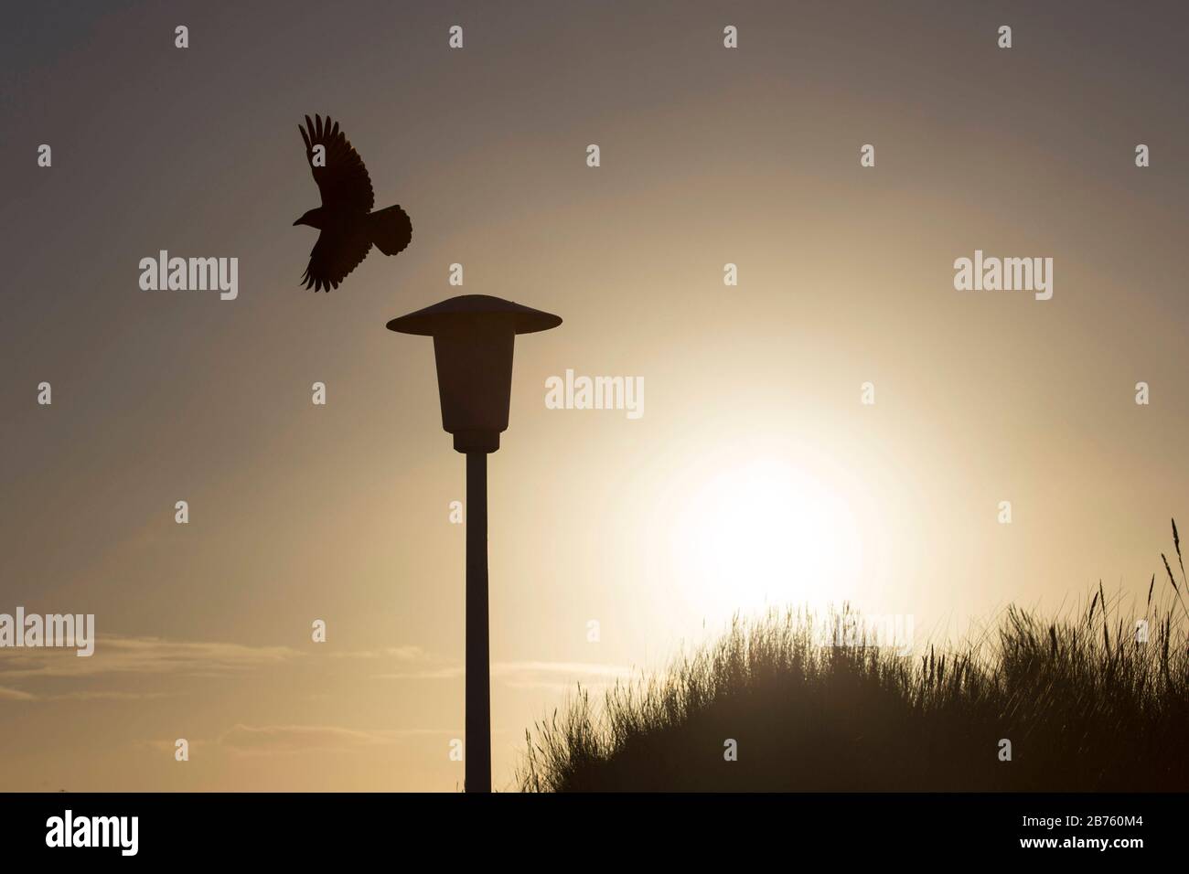 A crow starts on 15.01.2017 at sunrise from a street lamp on the island of Norderney [automated translation] Stock Photo