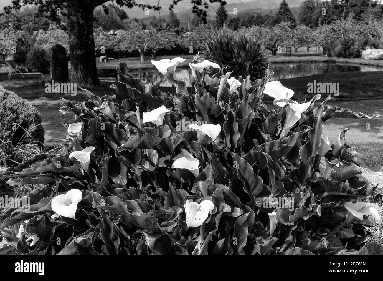 Colonia dignidad Black and White Stock Photos & Images - Alamy