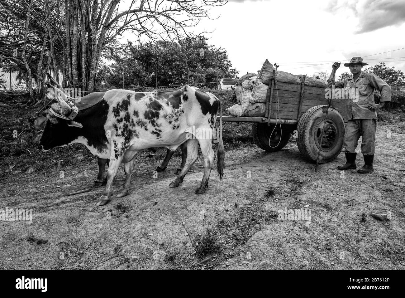 1939 Bull Pulling Cart Woman Farm Woman Driver Work Cow Photo Black White Photograph