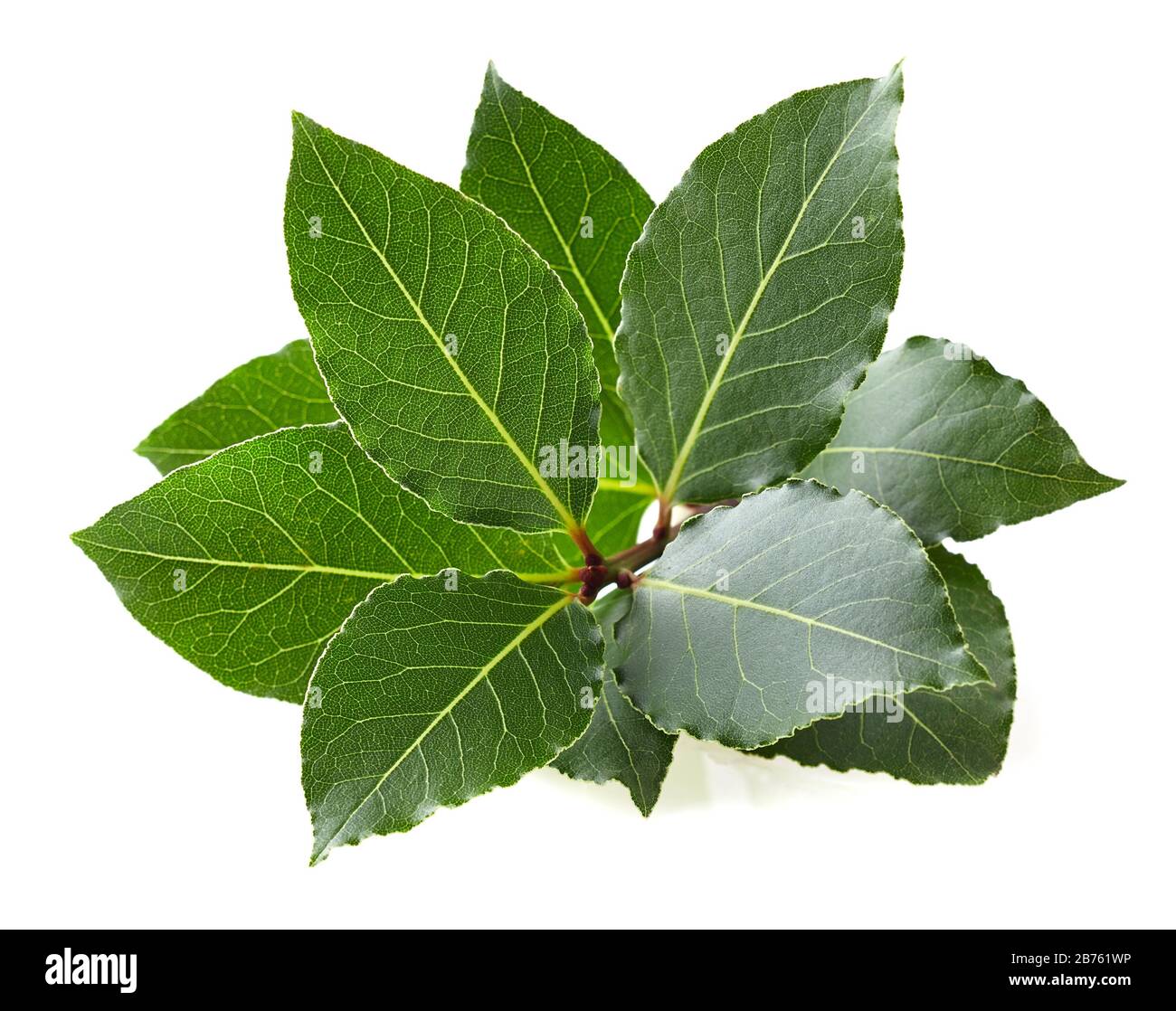 Laurel bay leaves Stock Photo Alamy