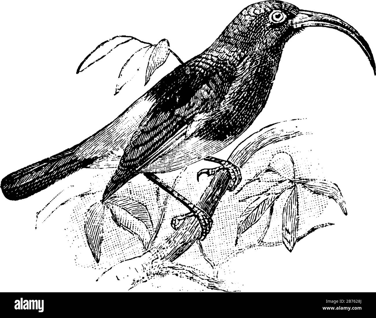 Sickle Billed Sunbird with a long downward curved bill, vintage line drawing or engraving illustration. Stock Vector