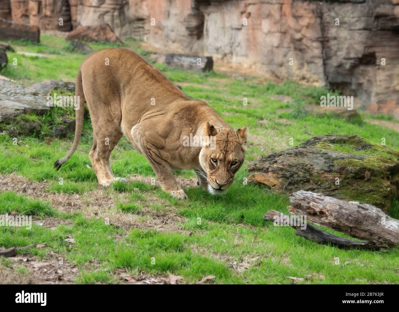 Crouching female lioness in the grass ready to pounce Stock Photo - Alamy