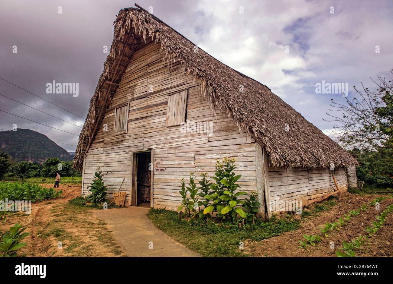 Cuba, Viñales, 15.02.2016. Tobacco growing in Viñales on 15.02.2016. The Pinar del Rio region is the best area for growing tobacco. Drying sheds ensure that the leaves dry evenly. [automated translation] Stock Photo