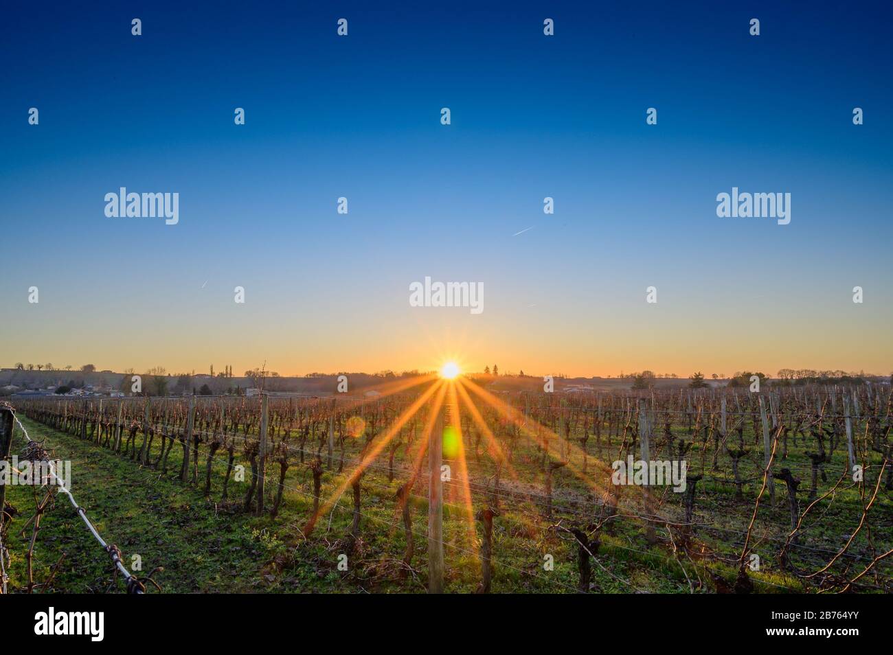 Sunset over vineyard in winter Stock Photo