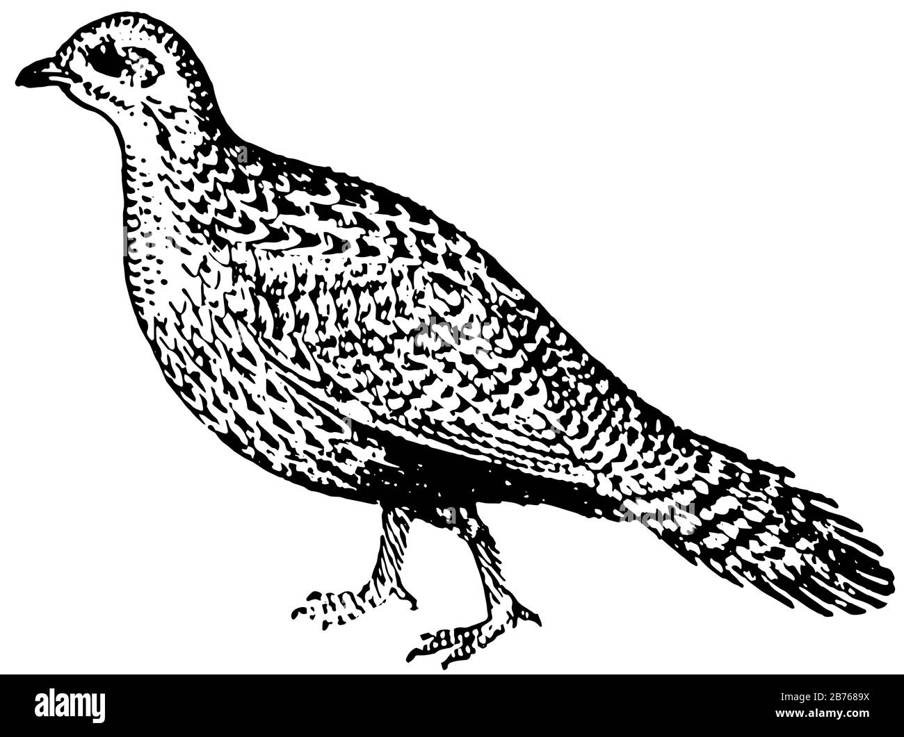 grouse is the largest game bird in the u s vintage line drawing or engraving illustration 2B7689X