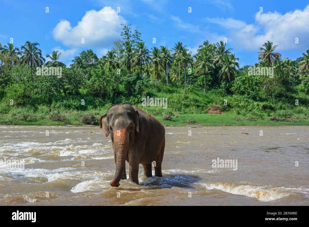 Elephants On The River Near Pinnawala Elephant Orphanage In Sri Lanka Stock Photo
